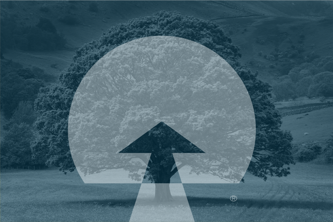 Project Generations tree and mark brand study